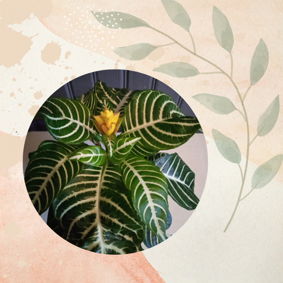 Planta Aphelandra 
