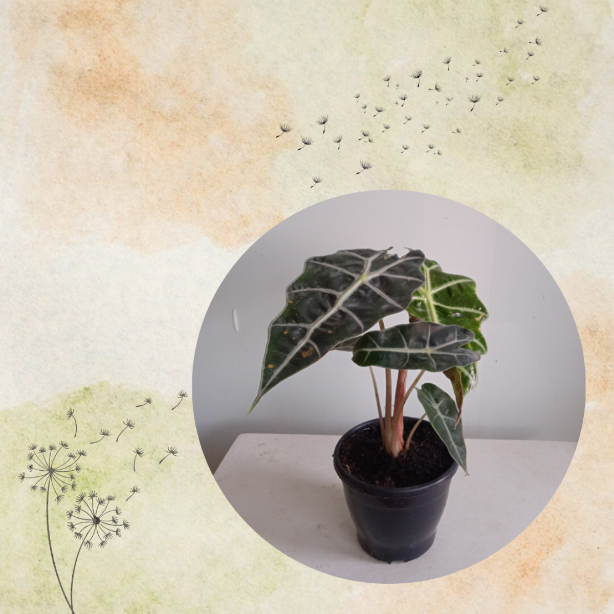 Planta Alocasia Polly
