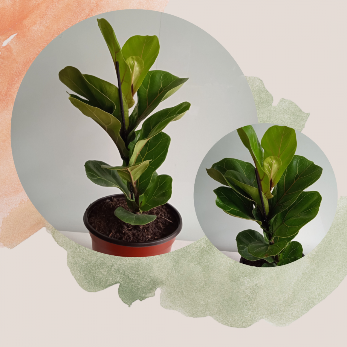 Ficus Lyrata 