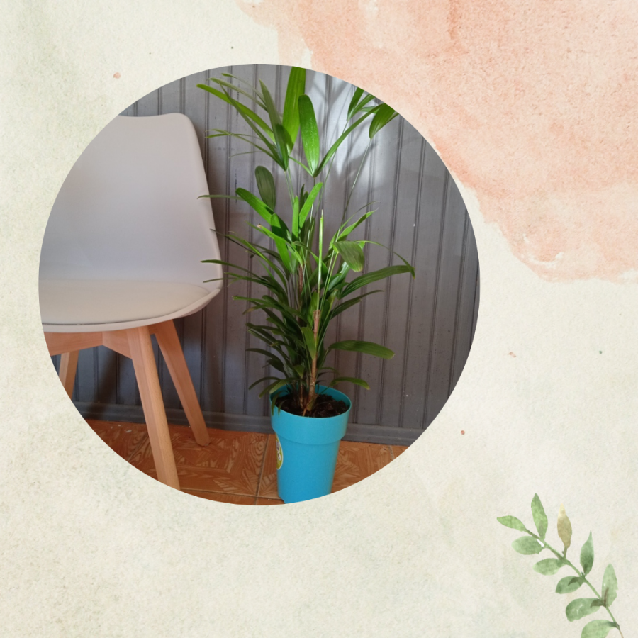 Palmera Raphis
