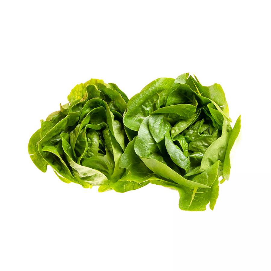 Lechuga COMÚN 