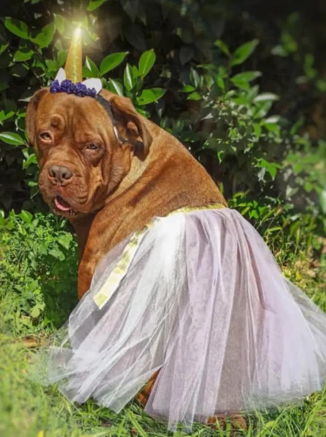 Disfraces de unicornio.